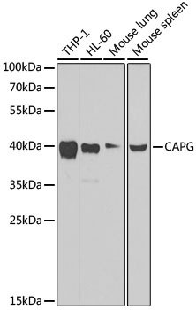 CAPG Antibody