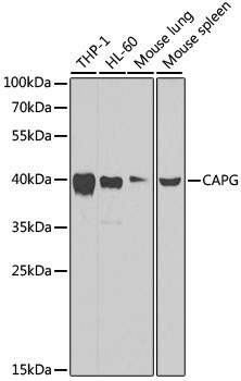 CAPG Antibody, KO Validated