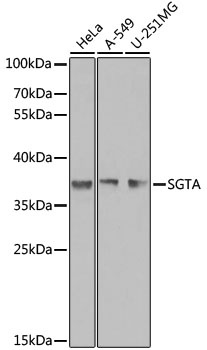 SGTA Antibody, KO Validated
