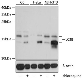 LC3B Antibody, KO Validated