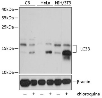 MAP1LC3B Antibody