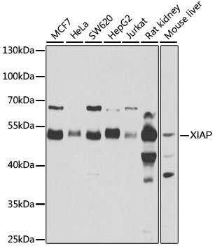 XIAP Antibody, KO Validated