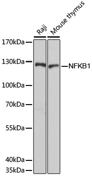 NFKB1 Antibody
