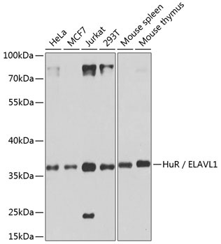 HuR / ELAVL1 Antibody, KO Validated