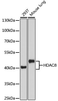 HDAC8 Antibody, KO Validated