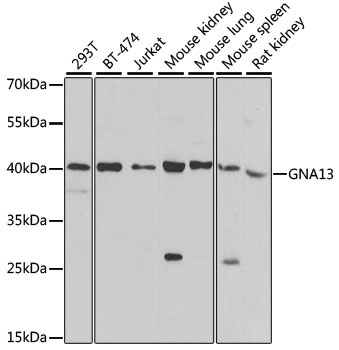 GNA13 Antibody, KO Validated