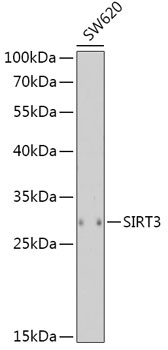 SIRT3 Antibody, KO Validated
