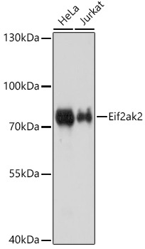 EIF2AK2 Antibody