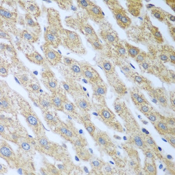 EIF2AK2 Antibody