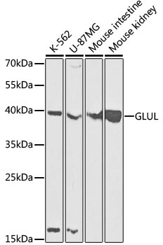 GLUL Antibody, KO Validated