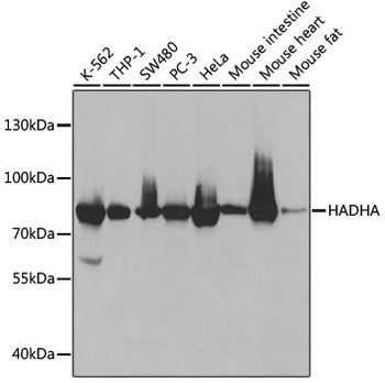 HADHA Antibody, KO Validated