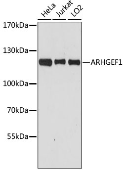 ARHGEF1 Antibody, KO Validated
