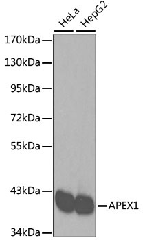 APEX1 Antibody, KO Validated
