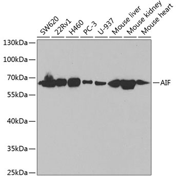 AIF Antibody, KO Validated