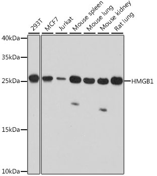 HMGB1 Antibody, KO Validated