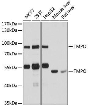 TMPO Antibody
