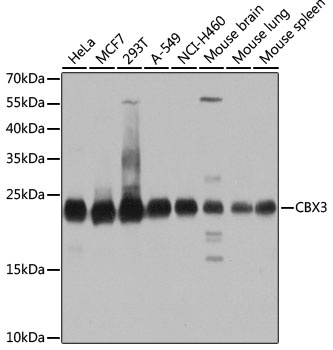 CBX3 Antibody, KO Validated