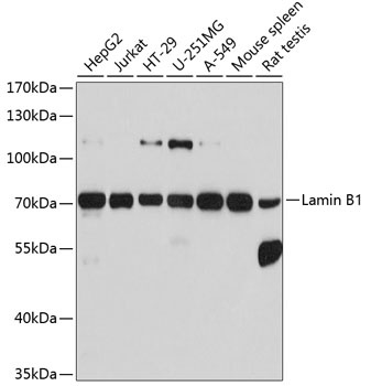 Lamin B1 Antibody, KO Validated