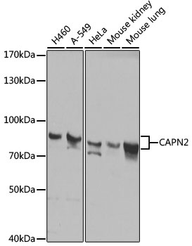 CAPN2 Antibody