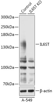 IL6ST Antibody, KO Validated