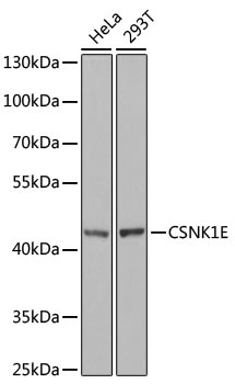 CSNK1E Antibody