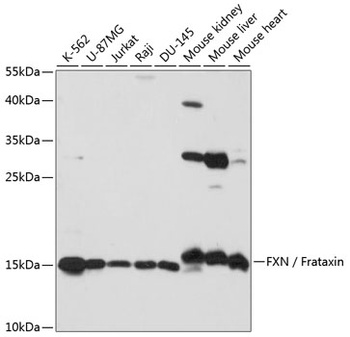 FXN / Frataxin Antibody, KO Validated