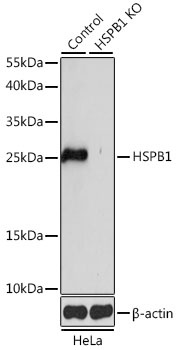 HSPB1 Antibody, KO Validated