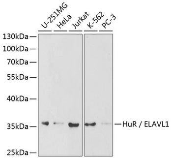 ELAVL1 Antibody