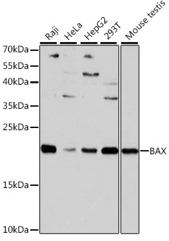 BAX Antibody, KO Validated