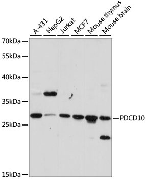 PDCD10 Antibody