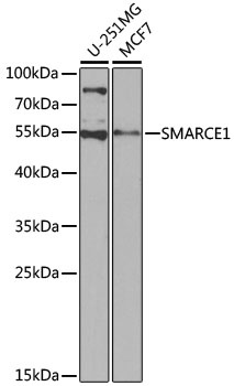 SMARCE1 Antibody, KO Validated