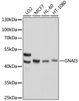 GNAI3 Antibody, KO Validated