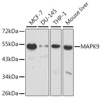 MAPK9 Antibody