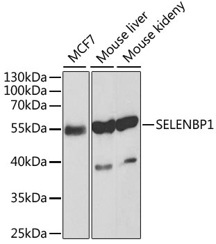 SELENBP1 Antibody, KO Validated