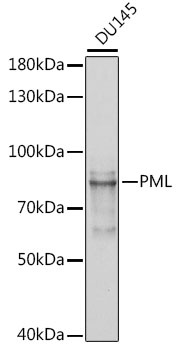 PML Antibody, KO Validated