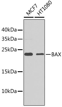 BAX Antibody, KO Validated