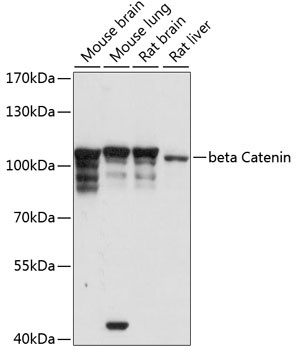 beta Catenin Antibody, KO Validated