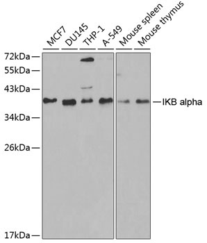 IKB alpha Antibody, KO Validated