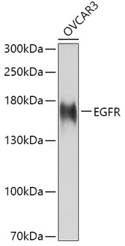 EGFR Antibody, KO Validated