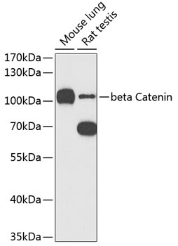 beta Catenin Antibody, KO Validated