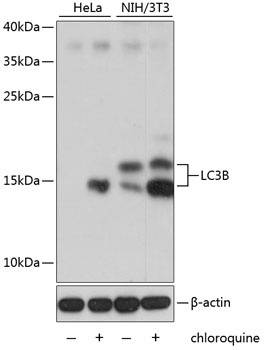 LC3B Antibody, KO Validated