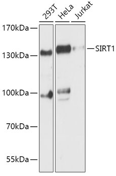 SIRT1 Antibody, KO Validated
