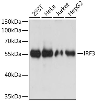 IRF3 Antibody