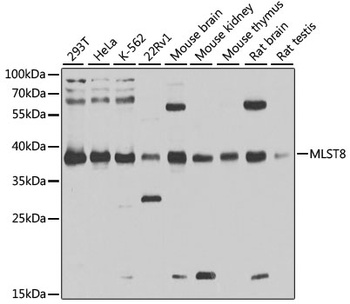 MLST8 Antibody, KO Validated