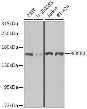 ROCK1 Antibody