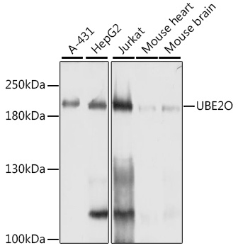 UBE2O Antibody, KO Validated