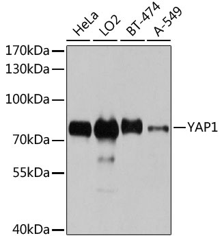 YAP1 Antibody