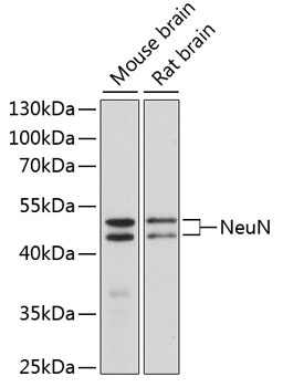 NeuN Antibody, KO Validated