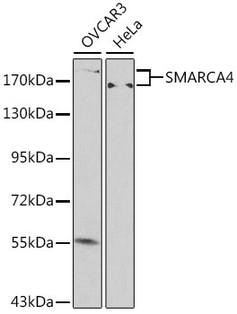 SMARCA4 Antibody