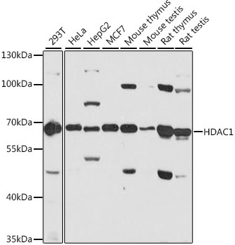 HDAC1 Antibody, KO Validated